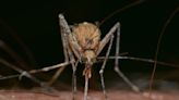Outsmart mosquitoes with one simple move