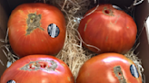 El tomate desconocido y favorito de los grandes chefs de España