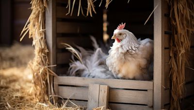 Primera muerte humana por la nueva gripe aviar: qué pasa en la Argentina y qué riesgos entraña