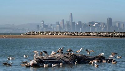 Unprecedented numbers of gray whales are visiting San Francisco Bay, and nobody quite knows why
