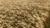 Kansas wheat farmers worry rain could hurt crop