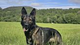 Missing police dog which ran off near Loch Ness sparks appeal from force