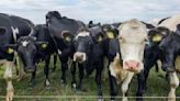 World's first carbon tax on agriculture to cost farmers £75 per cow | ITV News