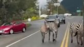 Watch: Public urged to steer clear of escaped zebra in Washington