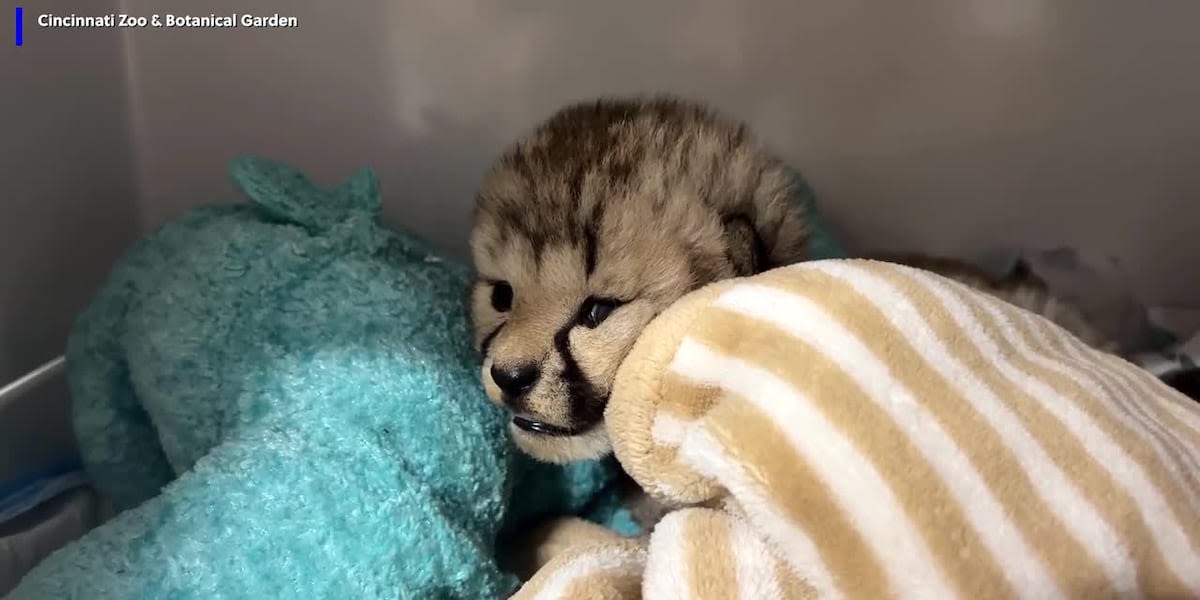 Cheetah mom adopts cub into new litter