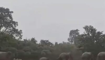 Video: Elephants Run Towards Cities, Villages For Shelter Amid Heavy Rain In Nepal