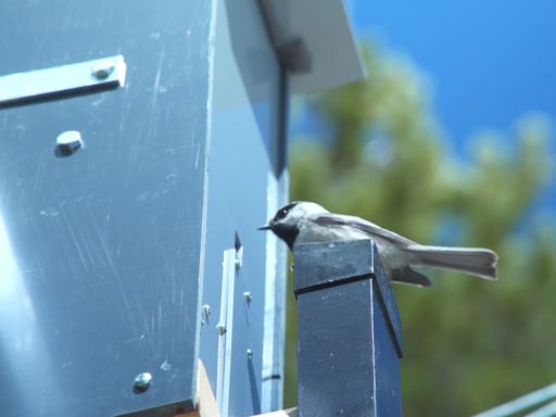 This Tiny Species of Birds Has a Remarkable Spatial Memory That’s Even Better Than Humans – New Research Explains Why