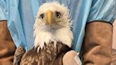 Bald eagle hit by car, currently in ICU at Center for Wildlife