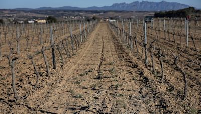 El Gobierno facilitará a los productores de cava acceder a uva no calificada para paliar los efectos de la sequía, que ya afecta al empleo con el ERTE de Freixenet