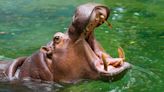 Video of Hippos Enjoying Pumpkins Is Both Adorable and Terrifying at the Same Time