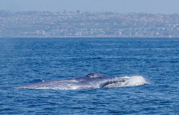 Season’s first blue whale does ‘greyhounding lunges’ off Laguna Beach