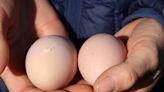 Wondering why egg prices are high in Delaware? Here's everything you need to know.