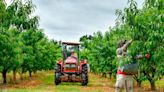 ‘A dire situation.’ What caused Georgia’s catastrophic peach crop failure?
