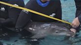 Discovery Cove’s newest dolphin needs a name. Here’s how you can help choose