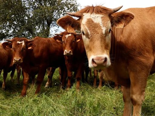 El impuesto revolucionario de Dinamarca: impondrá una tasa ganaderos por las flatulencias de sus vacas, ovejas y cerdos