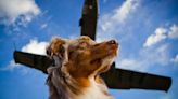 New luxury airline for dogs faces lawsuit shortly after its first flight