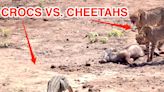 Video shows 2 crocodiles take on 3 cheetahs in a battle for dinner