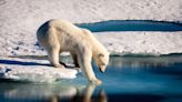Polar bears found hunting without sea ice raise hope species could survive climate crisis