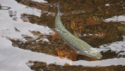 Low king passage on Kenai River, good fishing at lakes | Peninsula Clarion