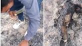 Nuevo caso de maltrato animal, quemaron viva a la perra de un habitante de calle en Cúcuta, “Malditos policías, eso fueron los malditos esos”