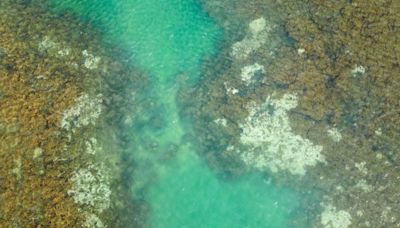 Brazil braces for worst coral bleaching ever