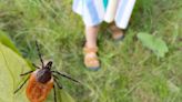 How to Get Rid of Ticks In Your Yard