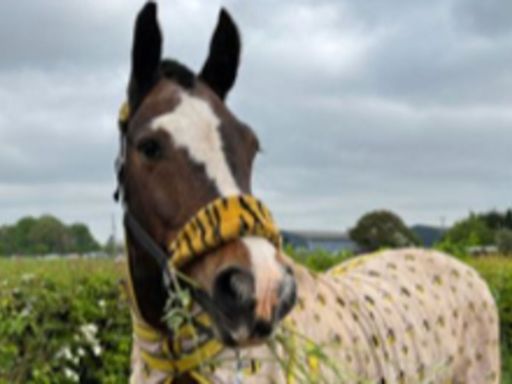 Warning to horse owners as police investigate death and mutilation | ITV News