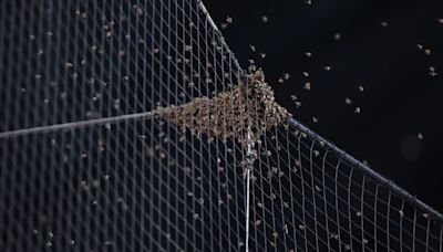 D-backs crowd abuzz as beekeeper clears swarm