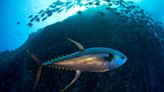 Hawaii’s Massive Marine Reserve Has Helped Overfished Tuna Populations, Study Suggests