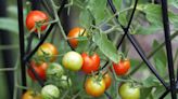 When Is Tomato Season? Plus 6 Tips for Stretching Your Harvest