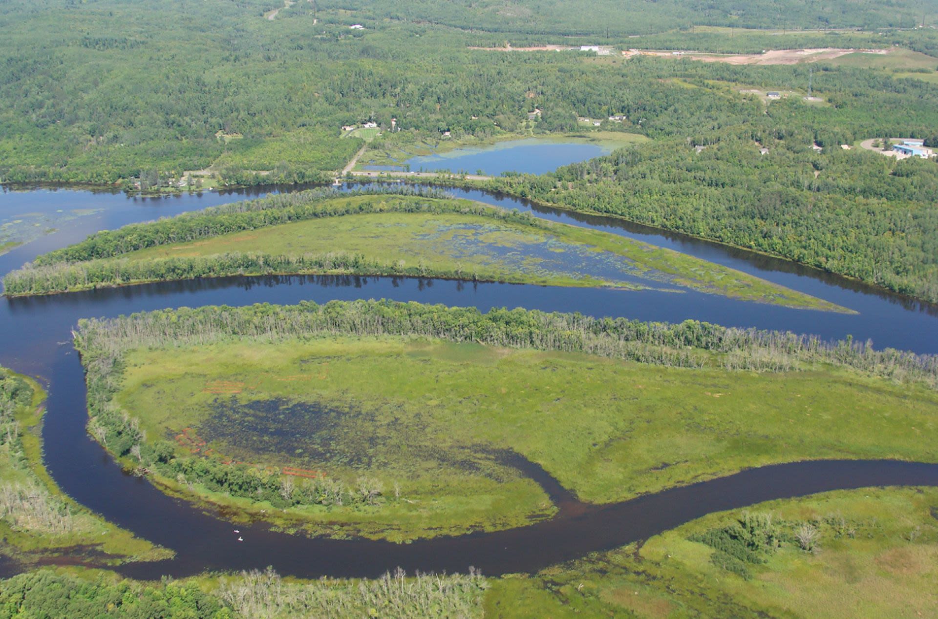 Indigenous efforts help restore ecologically important plant: 'We are spiritually connected to it'