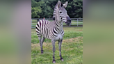 Zebra captured after week on the run in Washington state