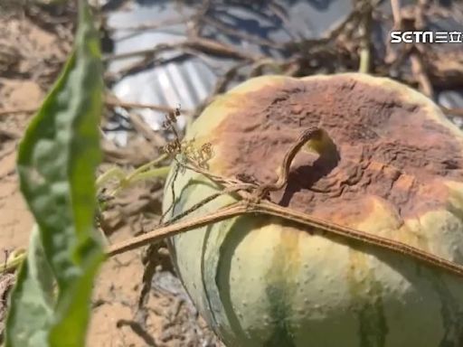 產量減！大豪雨後高溫曝曬 台南小玉西瓜爛光「長不大」