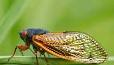 What happens if my dog eats a cicada? Check out these tips for pet owners