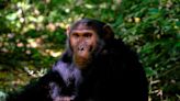 Los chimpancés también pueden hablar