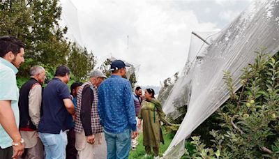 Apple trees in upper Shimla hit by leaf disease, mites