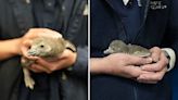 2 Penguin Chicks Born At Mystic Aquarium: Part Of Effort To Protect Endangered Species