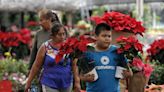 La cosecha de la flor de Nochebuena inicia en México con nuevas variedades