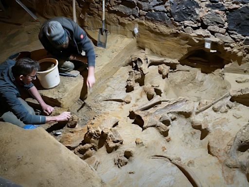 Ossos de mamute de 40 mil anos são encontrados em adega na Áustria