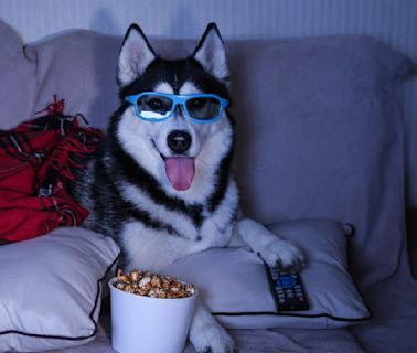 10 Beloved Movie Dogs Who Gave Off Serious Main Character Energy