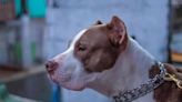 Pitbull ataca outro cachorro e fere o próprio dono em Ivaiporã | TNOnline