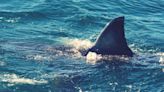 Long Island Seeing More Sharks; Experts Say It’s A Good Sign