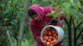 Is breakfast endangered? Disease and extreme weather are jacking up coffee and orange juice prices—and consumers are getting squeezed