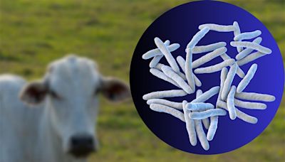 牛結核病確診撲殺數量可能遭隱匿？國產鮮乳的源頭控管會不會重演「地溝油」事件？