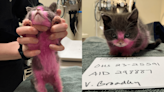Multnomah County woman sentenced to probation over dyed-pink, barely-responsive kitten