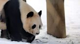 Animal lovers have two weeks left to see giant pandas before they leave UK
