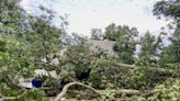 Tree falls on house in Montgomery County, 1 person and 5 dogs displaced