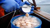 Canadian scallop quota valued at $200M sells to 3 Nova Scotia companies