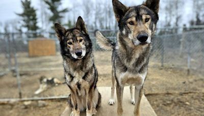 ‘It took a village’: How hundreds of strangers brought home a lost sled dog