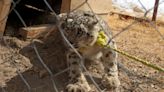 Rare snow leopard goes on deadly rampage in rural Afghan province